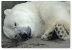 Moscow hosts photo exhibition “Polar Bears: Today and Tomorrow?”