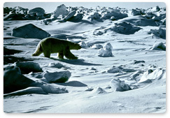 Изменение климата сократит популяцию белых медведей