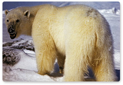 Cape Kozhevnikov: Polar bears torment walruses