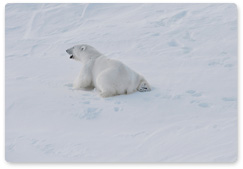 Отслеживание учёными передвижений белого медведя в рамках программы по восстановлению его популяции временно приостановлено