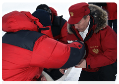 Vladimir Putin and the researchers attach a satellite-tracked GPS collar on a polar bear which has been caught in a special bear trap