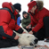 Владимир Путин вместе с учеными надел спутниковый ошейник на пойманного в специальную ловушку медведя