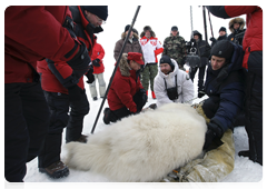 Vladimir Putin helping the researchers weigh the bear that has been caught and take all the necessary measurements and tests