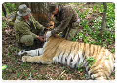 In May 2010, researchers captured and tagged the tiger Lyuk in the Ussuri Nature Reserve