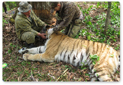 Two Adult Tigers Tagged in the Ussuri Nature Reserve