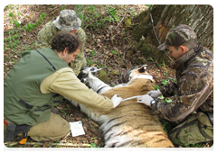 In May 2010, researchers captured and tagged the tiger Lyuk in the Ussuri Nature Reserve
