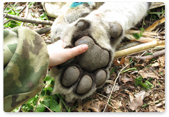Lazurina tiger cub dies of malnutrition