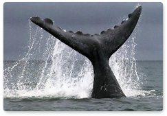 19 February: Marine Mammal Protection Day