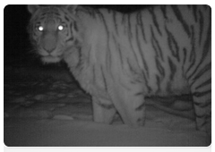 More photos of Tigress Serga taken