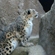 Snow leopard at the Moscow Zoo