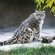 Snow leopard at the Moscow Zoo