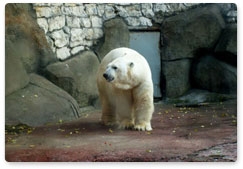 Global climate change draws the polar bear closer to people