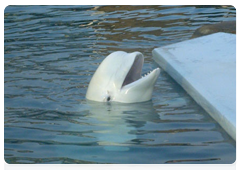 White whale at the Moscow Zoo