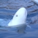 White whale at the Moscow Zoo