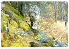 Another scientific expedition began to study the snow leopard
