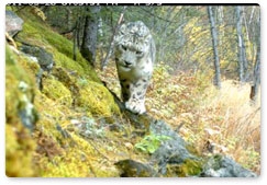 Snow leopard protection task force to be created in Pozarym Reserve in Khakassia