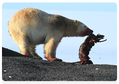 Polar bears hunt successfully on coastal areas, feeding on the carcasses of dead marine mammals such as whales that have washed up on shore
