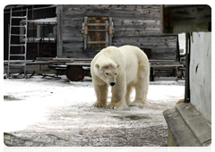 Young polar bears often come near settlements, looking for food during shortages