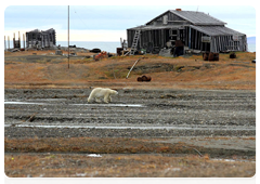 Young polar bears often come near settlements, looking for food during shortages