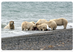 Polar bears do not hunt in groups. However, they are known to share food with each other. They can be seen together eating a prey shoulder to shoulder, showing great tolerance and dealing with each other without the slightest sign of aggression