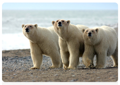 Polar bears do not hunt in groups. However, they are known to share food with each other. They can be seen together eating a prey shoulder to shoulder, showing great tolerance and dealing with each other without the slightest sign of aggression