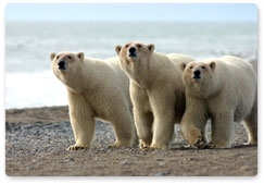 Белые медведи в современном мире: перспективы выживания