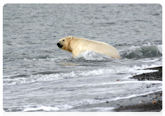 A polar bear swims in the open sea to escape danger. If polar bears cannot find ice blocks nearby, they may swim long distances and run the risk of exhaustion, which decreases their chances of survival.