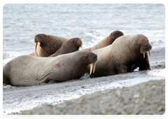 As sea ice melts, walruses and Arctic seals form coastal rookeries