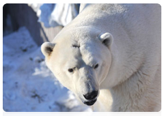 Umka the polar bear, winner of the 2011 Zoomister contest at the Yekaterinburg Zoo