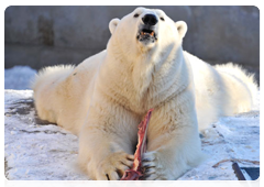 Победитель конкурса екатеринбургского зоопарка «Зоомистер-2011» белый медведь Умка
