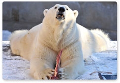 В российской Арктике заработали «медвежьи патрули»