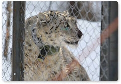 Snow leopard nicknamed Mongol caught in Sayano-Shushensky reserve