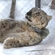 Mongol the snow leopard