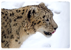 The snow leopard can kill prey three times its own weight