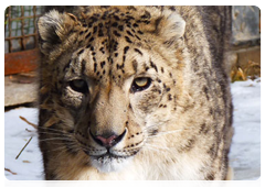Launched in 2010, the Siberian Snow Leopard programme is to be implemented within five years’ time