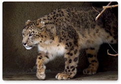 Summer phase of Snow Leopard Programme completed