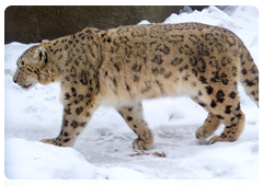 Due to the snow leopard’s remote habitat and sparse population, there has been limited research into critical aspects of the animal’s life