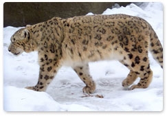 New strategy for protecting snow leopards in Russia