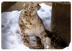 Snow leopards are found in the mountains of Central Asian (Himalayas) and southern Siberia at middle to high altitudes