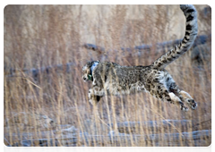 Snow leopard Mongol returns home