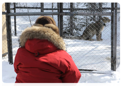 Vladimir Putin stops in Khakassia on his way to Sakhalin where he reviews a programme to study the snow leopard – and meets the predator in person