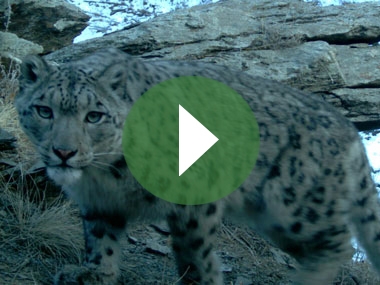 A snow leopard. Picture taken by camera trap