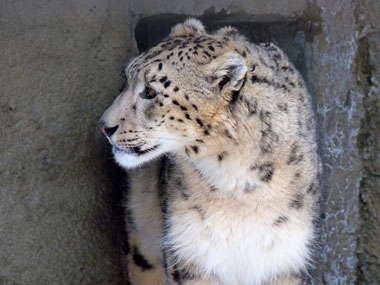 Russian Conservationists Launch Survey of Elusive Snow Leopard