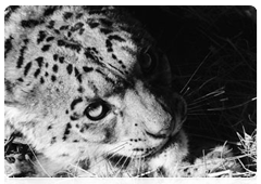 Snow leopard research in Russia