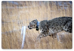 Snow leopard migration to be tracked using satellite collars