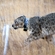 Snow leopard Mongol returns home