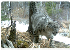 The snow leopard programme