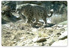 Scientists gather new data on snow leopards