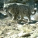 The main objective of the programme is to assess the status of the snow leopard population across its entire habitat range in Russia and develop a scientific framework to ensure its long-term preservation in southern Siberia