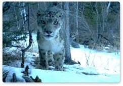 The Snow Leopard Programme: zoologists photograph three leopards and other animals